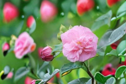10 Hibiscus paramutabilis Seeds – False Confederate Rose – Hardy Garden Shrub