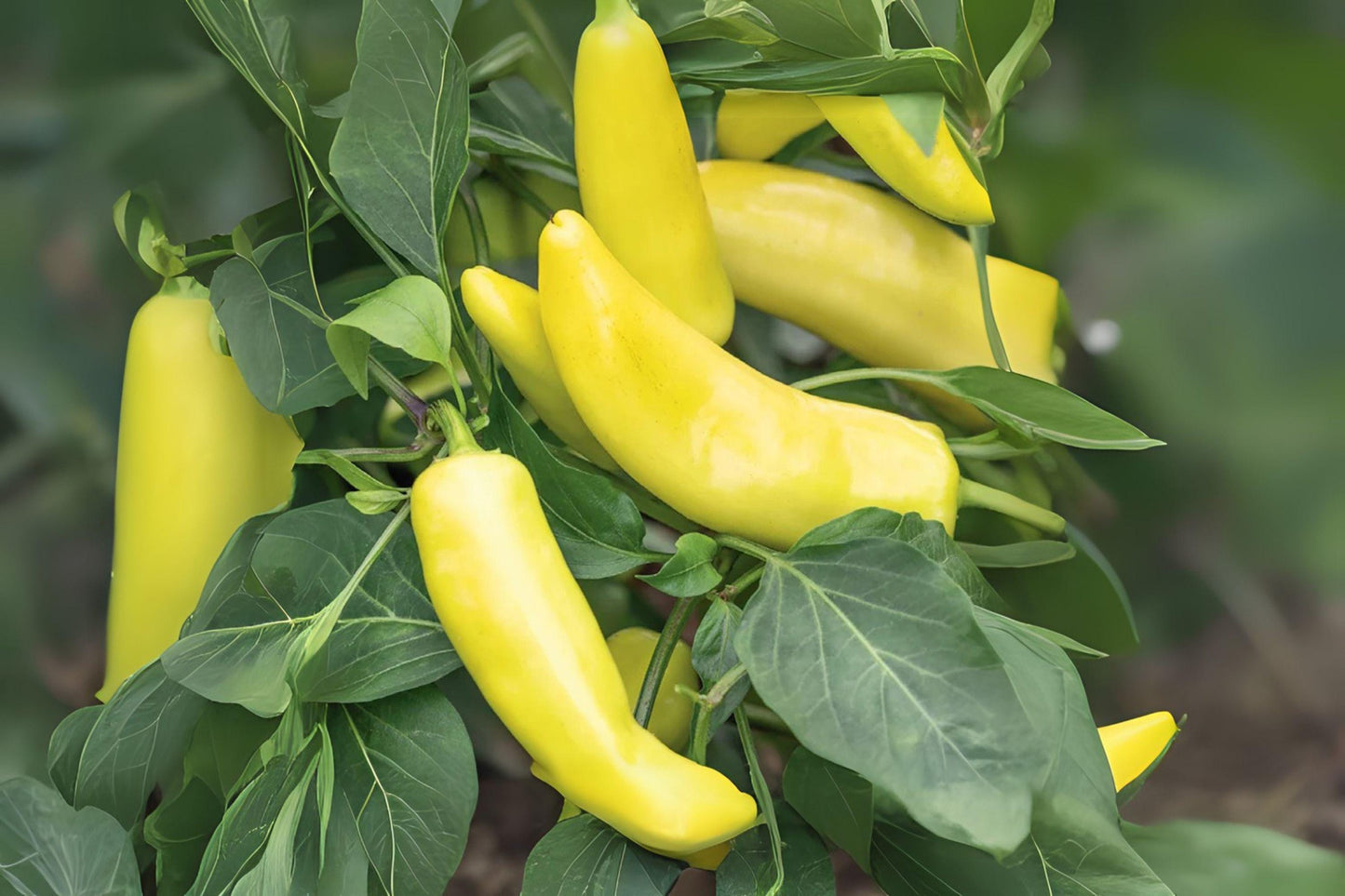 Hungarian Yellow Wax Hot Pepper Seeds: Productive Chili Variety (30 Seeds)