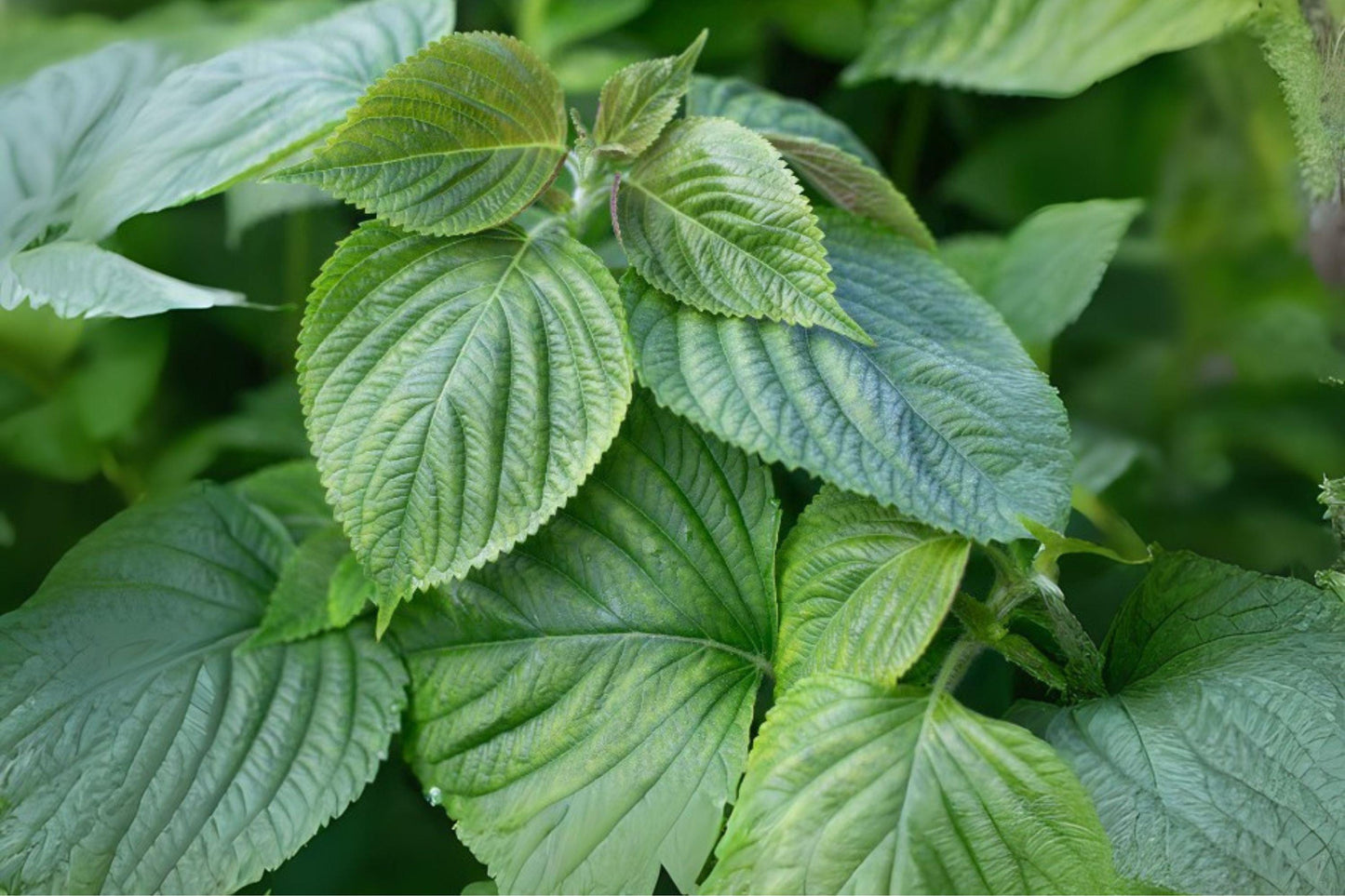 400 Korean Perilla Shiso Herb Seeds: Green Leaf Culinary Herb