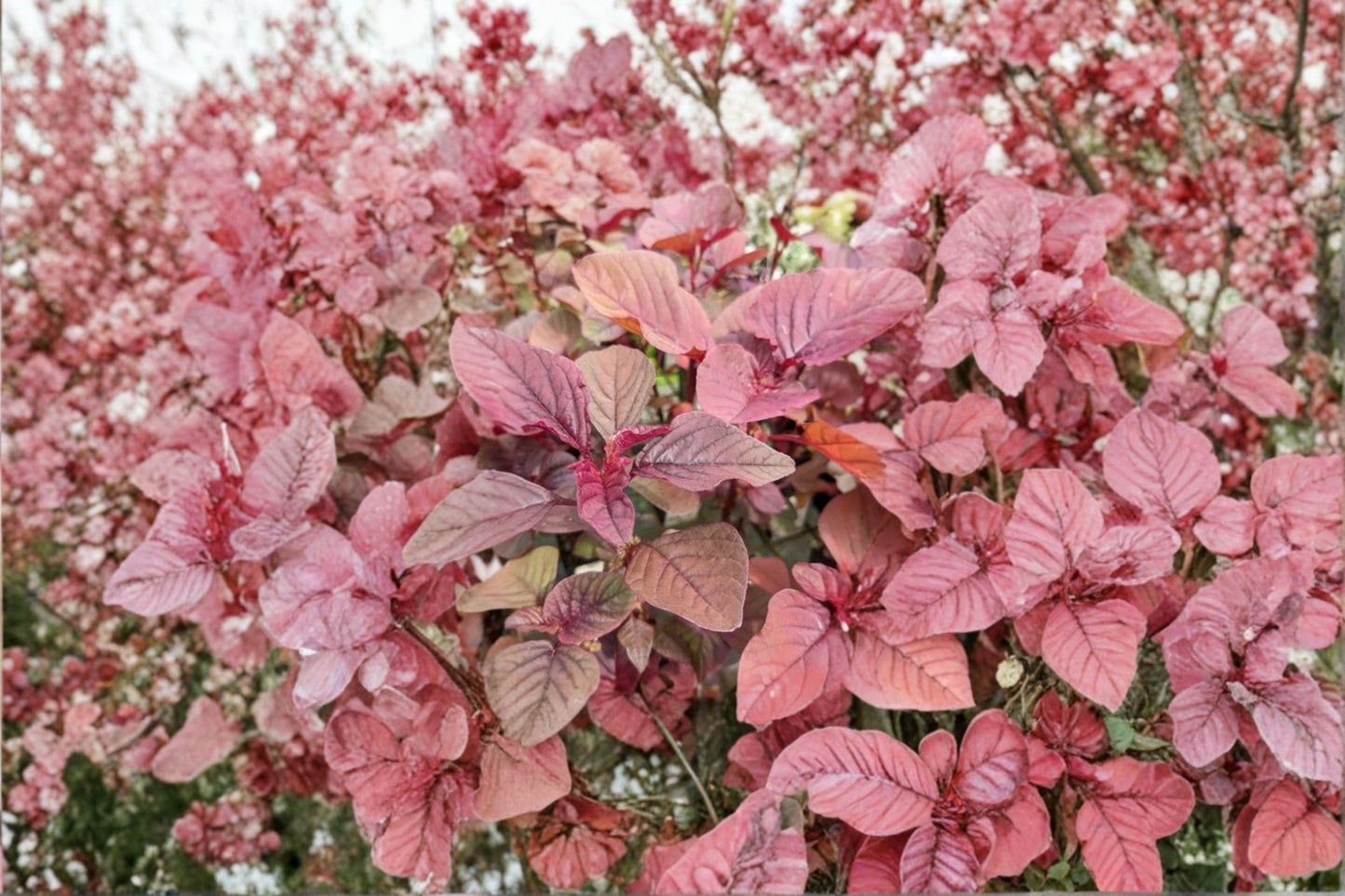 100 Red Garnet Amaranth Seeds – Amaranthus tricolor – Edible Leaf Plant – Ornamental