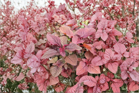100 Red Garnet Amaranth Seeds – Amaranthus tricolor – Edible Leaf Plant – Ornamental