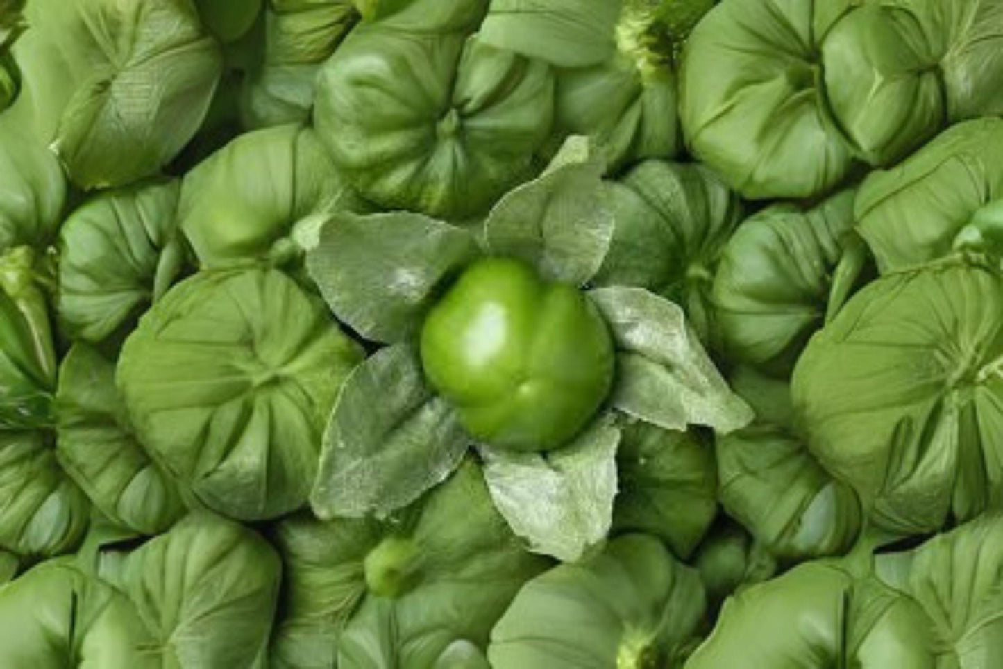 100 mg Tomatillo Verde Seeds | Heirloom Vegetable | Green Salsa Tomatillo for Home Garden
