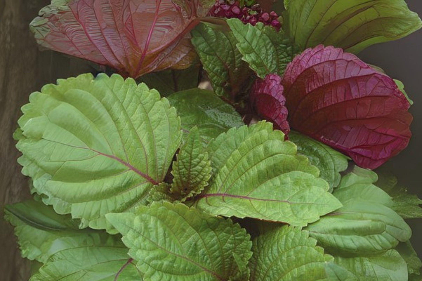 Red Leaf Perilla Shiso Seeds: Korean & Japanese Culinary Herb (400 Seeds)