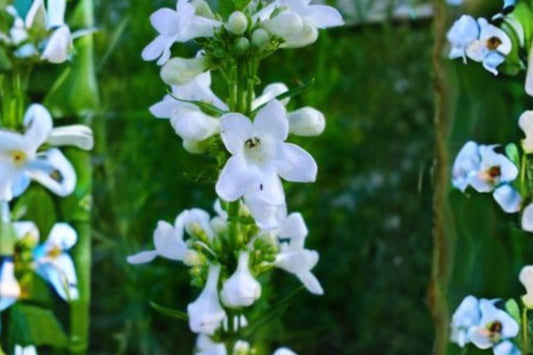 100 Slender Beardtongue Seeds – Penstemon gracilis – Native Prairie Wildflower