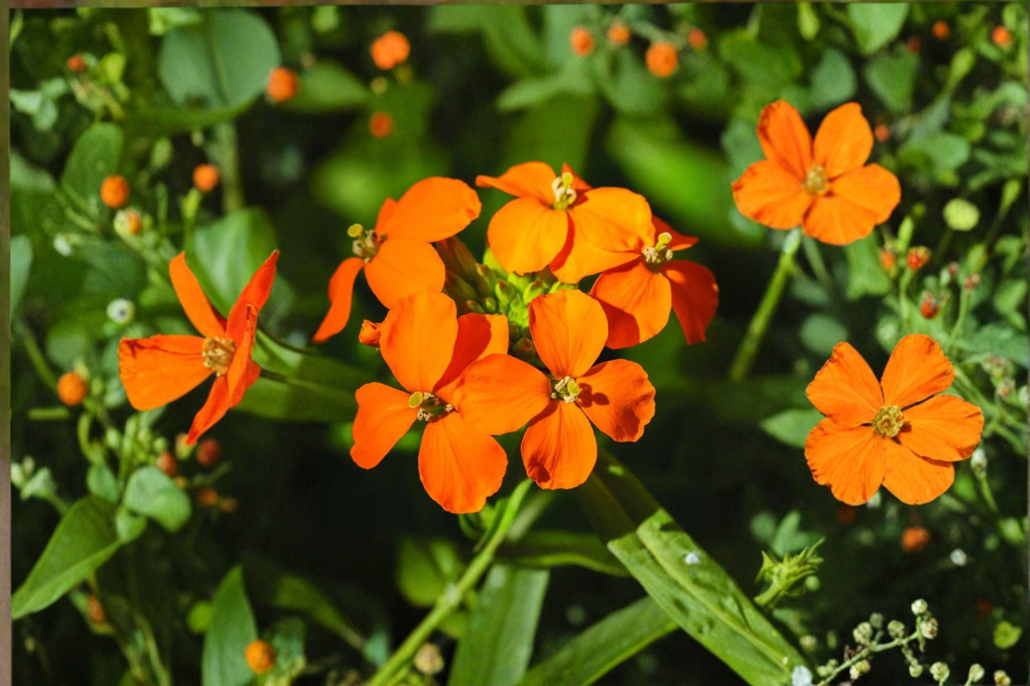 100 Seeds Erysimum capitatum — Western Wallflower, Bright Native Wildflower for Meadows & Dry Gardens