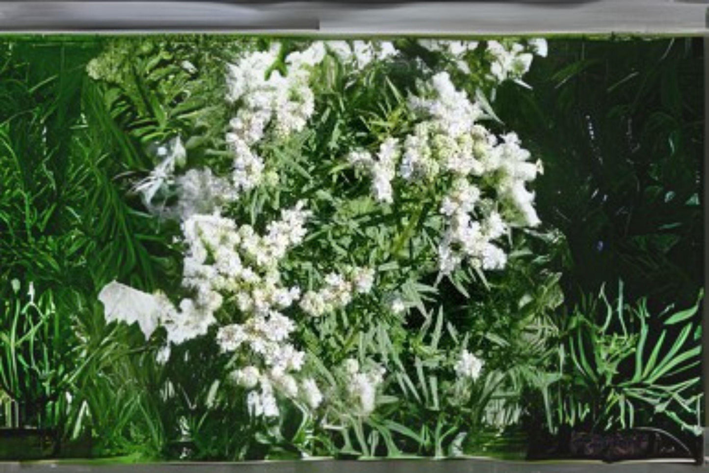 Mountain Mint Herb Seeds: Heirloom Non-GMO, Fragrant Pollinator Plant