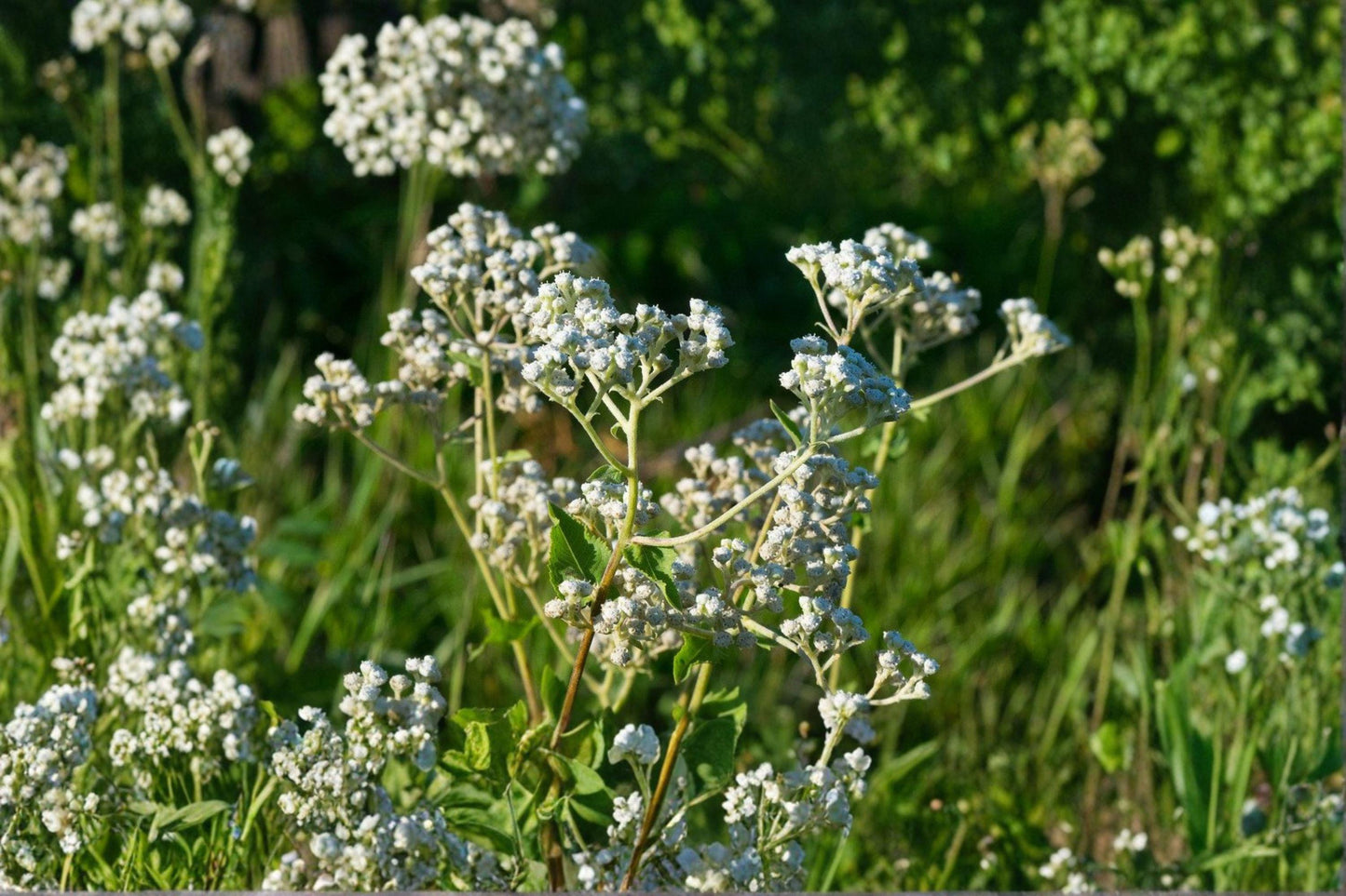25 Wild Quinine Seeds – Parthenium integrifolium – Native Wildflower – Pollinator Plant – Prairie Perennial