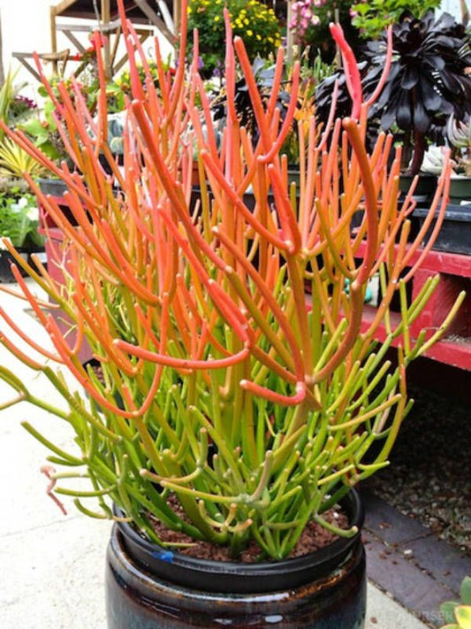 15 Fire Sticks Succulent Cuttings – Euphorbia Tirucalli – Unrooted Stems for Propagation – Colorful Drought-Tolerant Plant