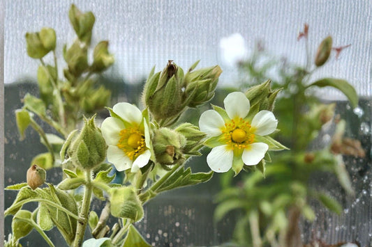 500 Prairie Cinquefoil Seeds – White Native Wildflower, Pollinator Garden