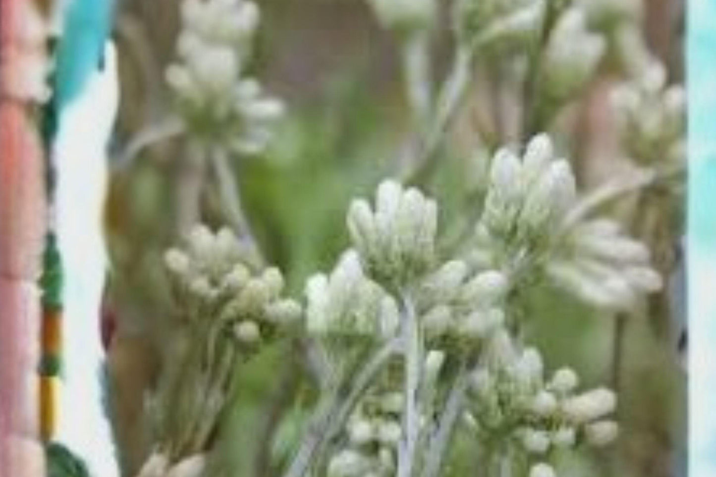 100 Seeds Antennaria neglecta — Prairie Pussytoes, White Native Groundcover Wildflower for Meadows & Natural Gardens