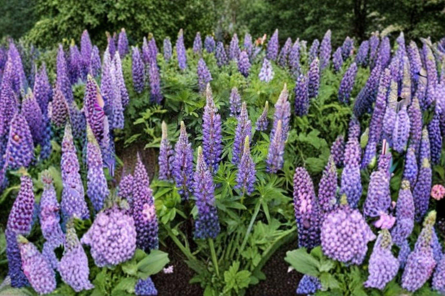 500 mg Lupine Perennial Blue Seeds (Lupinus perennis) – Native Wildflower for Pollinator & Cottage Gardens