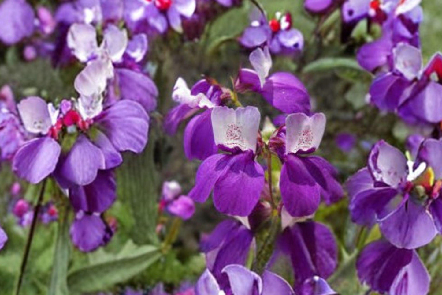 100 Chinese Houses Seeds – Collinsia heterophylla – California Wildflower – Spring Bloom