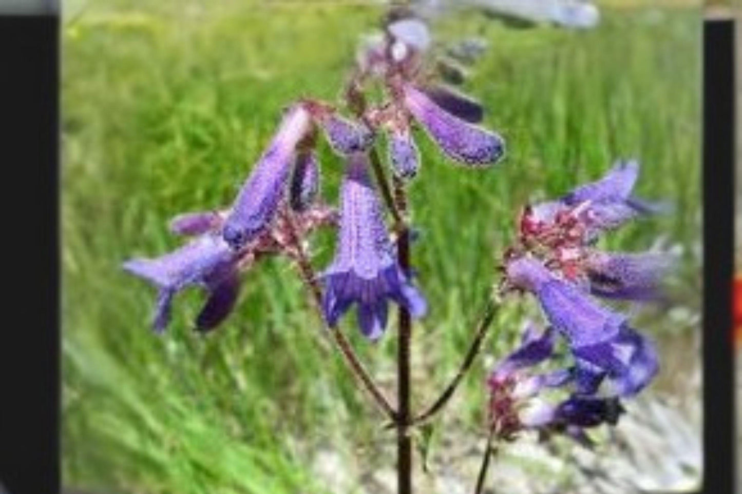 100 mg Penstemon wilcoxii Seeds – Wilcox’s Beardtongue Native Wildflower for Pollinator Gardens