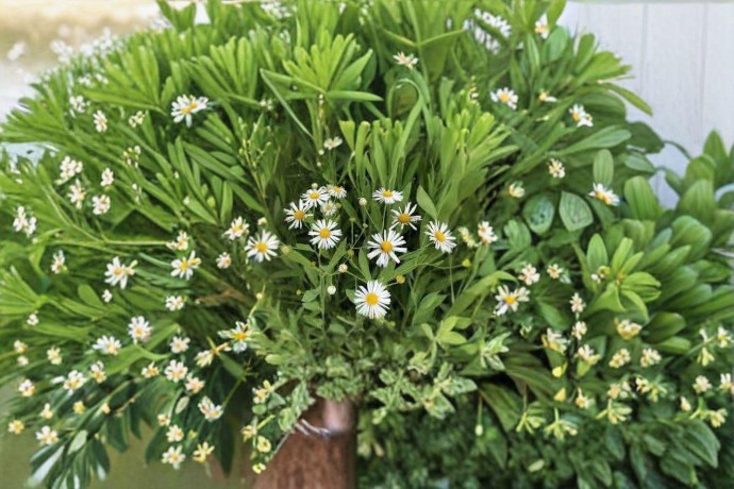 500 Boltonia False Aster Seeds – White Wildflower for Pollinators