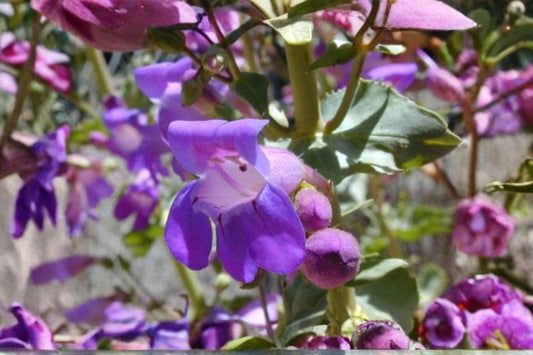 100 mg Penstemon commarhenus Seeds – Dusty Beardtongue Wildflower for Dry, Sunny Native Gardens