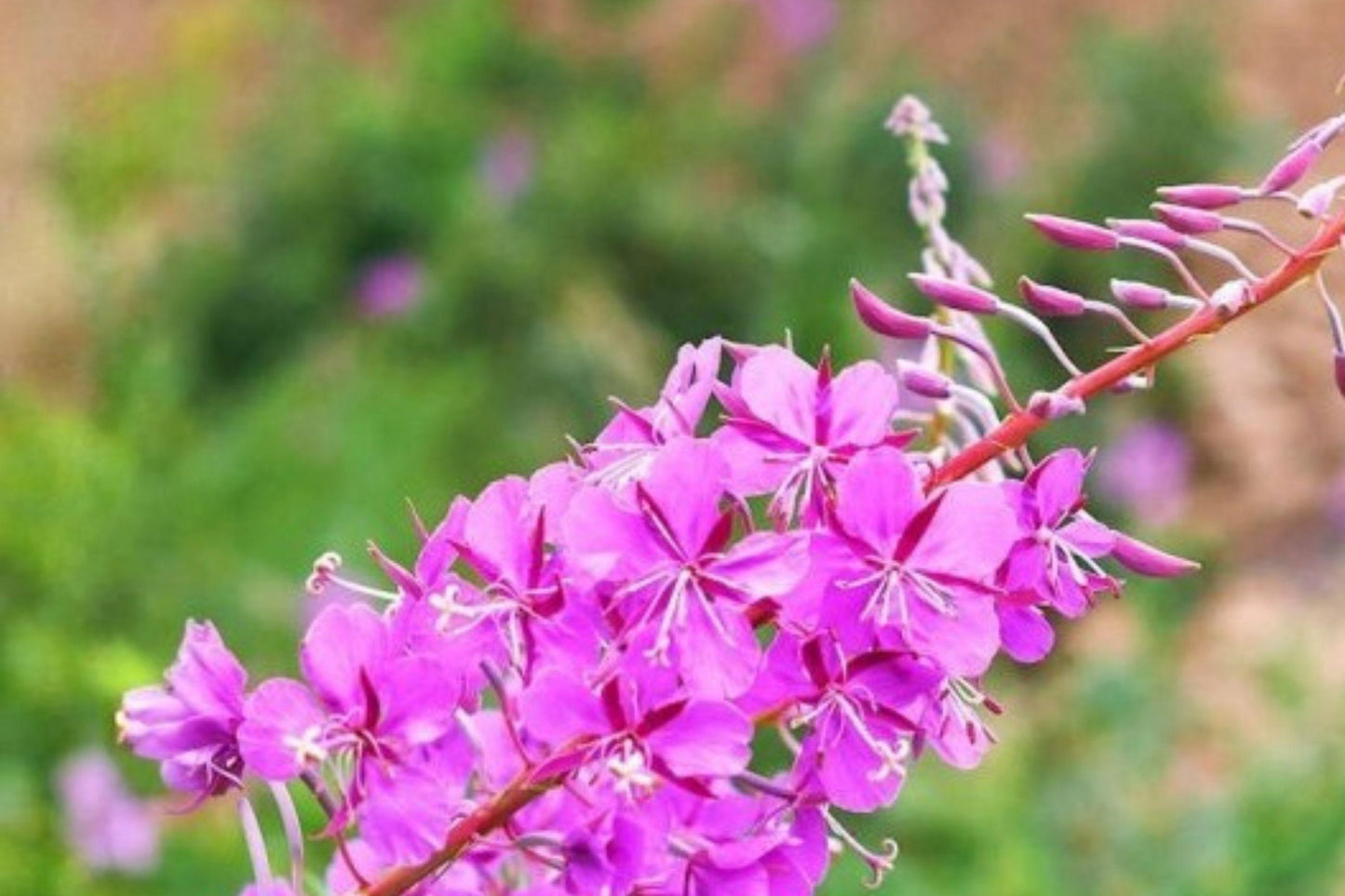 30 mg Fireweed Seeds | Chamaenerion Angustifolium | Wildflower for Pollinators | Hardy Perennial Garden Flower