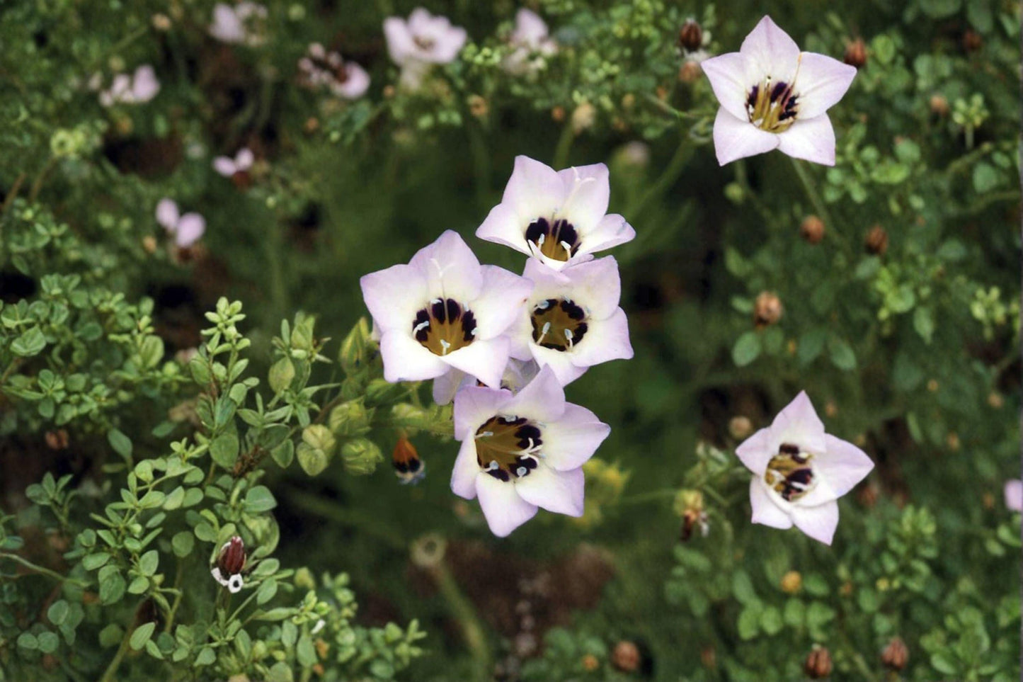 100 Birds Eyes Seeds – Gilia tricolor – California Native Wildflower – Spring Bloom
