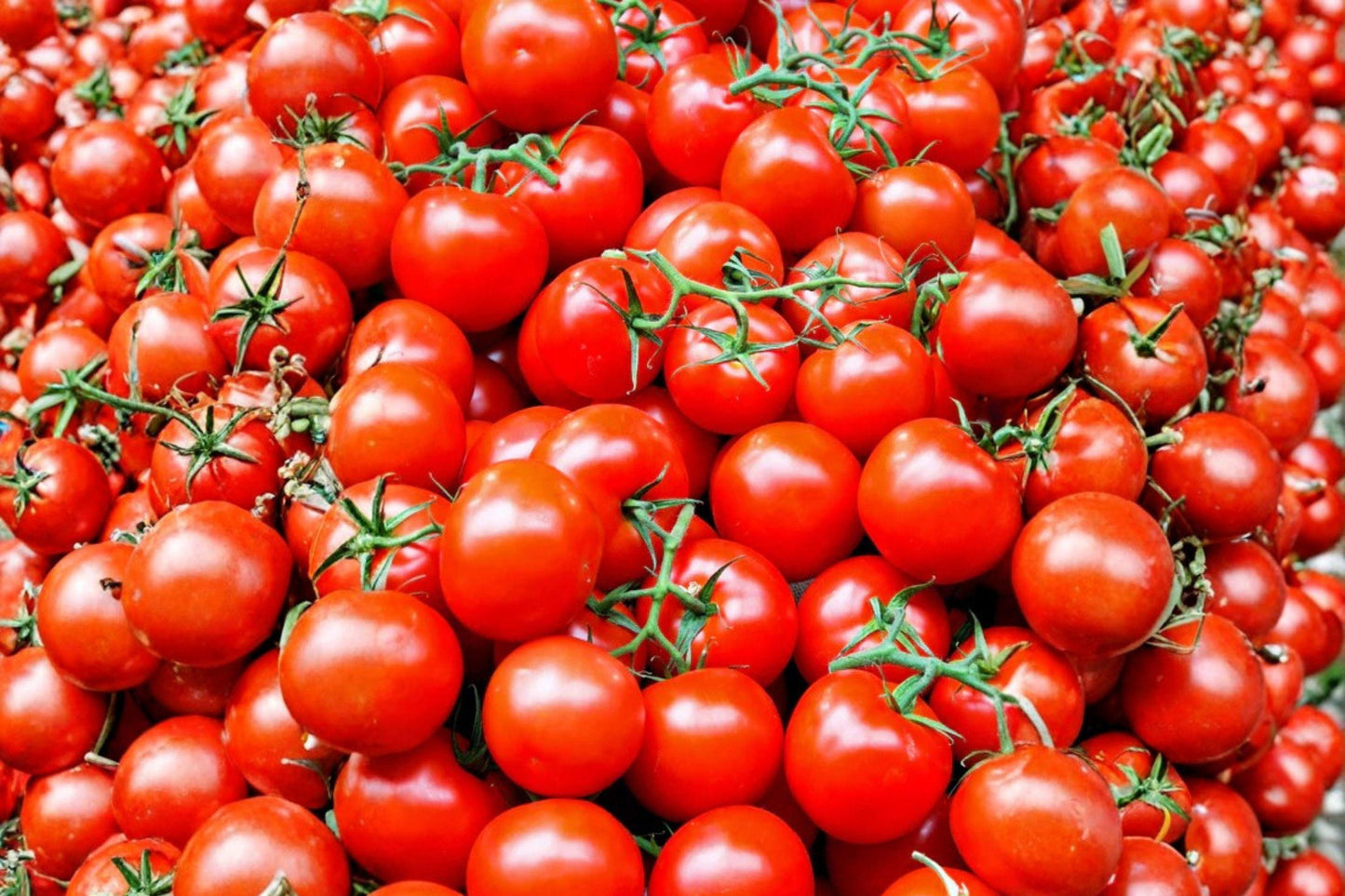 100 mg Seeds Tomato Legend | Disease Resistant | Heirloom Red Slicer | Non-GMO Garden Vegetable