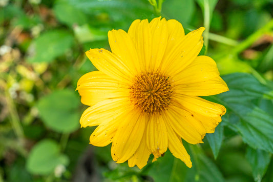 5 Mexican Sunflower Cuttings – Tithonia diversifolia Live Unrooted Stems – Fast-Growing Pollinator Plant for Gardens, Borders & Landscaping