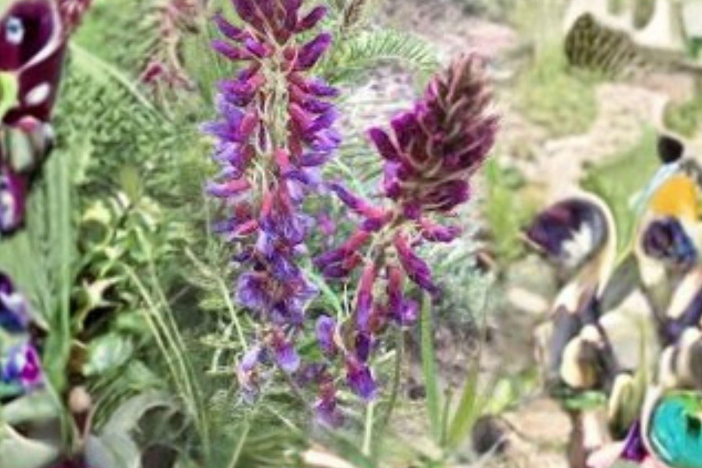 15 Seeds Astragalus bisulcatus — Twogroove Milkvetch, Hardy Native Legume for Dry Soils