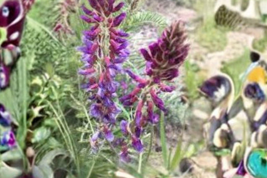 15 Seeds Astragalus bisulcatus — Twogroove Milkvetch, Hardy Native Legume for Dry Soils