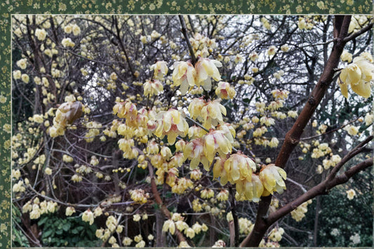 10 Seeds Chimonanthus praecox | Wintersweet Tree | Fragrant Winter Blooming Shrub | Ornamental Garden Seeds