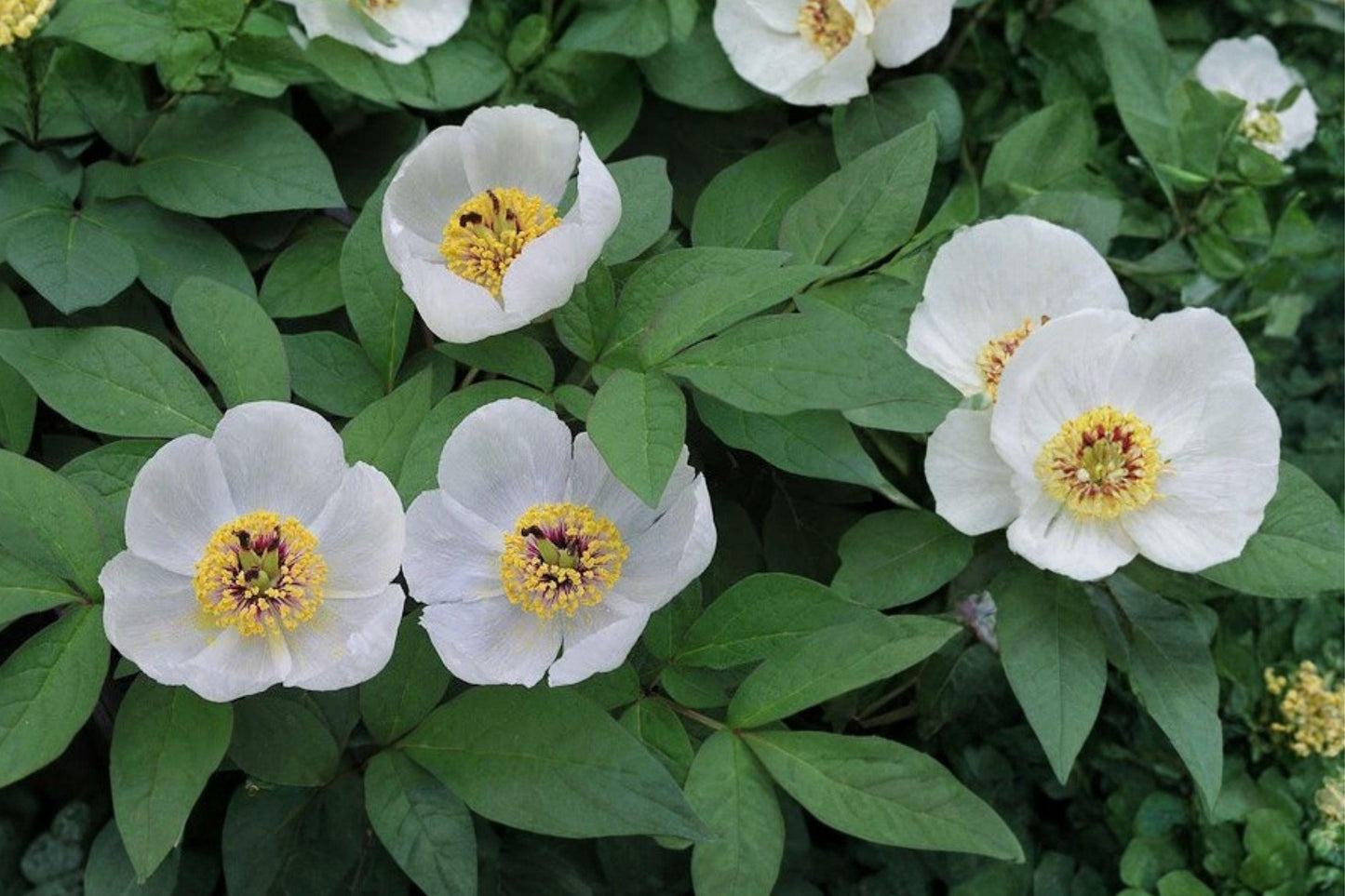 5 Japanese Woodland Peony Seeds – Paeonia japonica – Rare Shade Garden Perennial