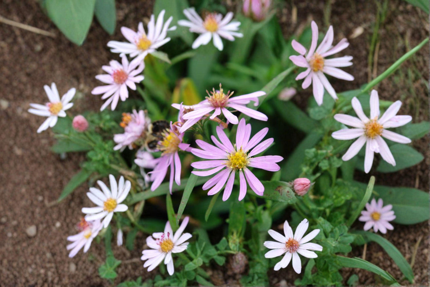 100 Shining Aster Seeds – Symphyotrichum firmum – Native Pollinator Flower