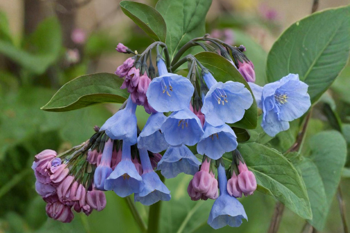 10 Virginia Bluebells Seeds – Mertensia virginica – Native Woodland Flower