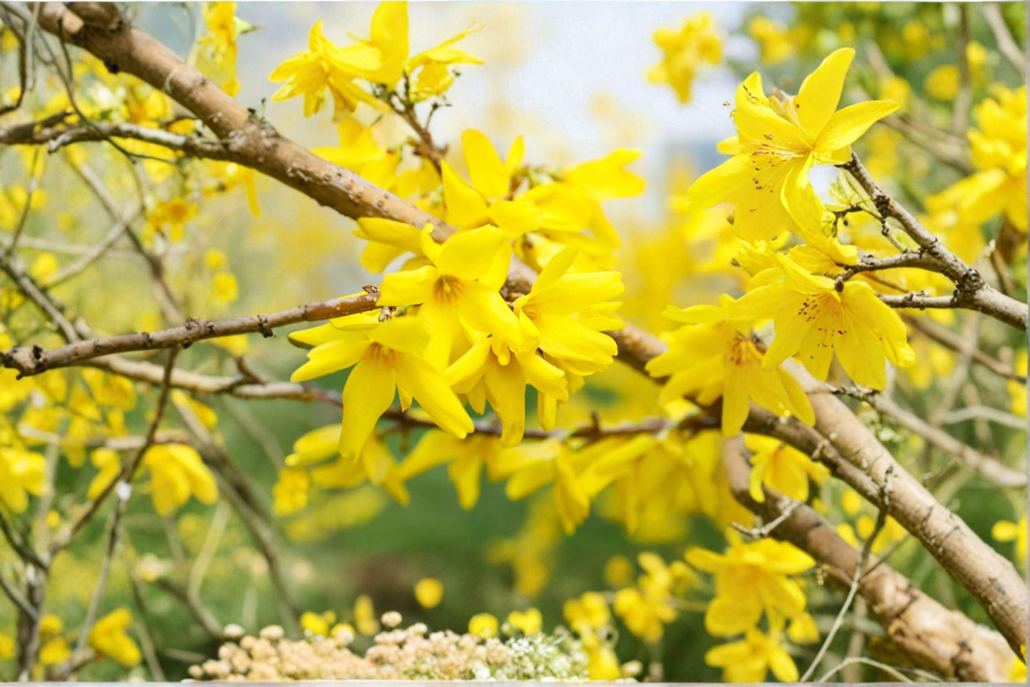 10 Weeping Forsythia Seeds – Golden Bell Ornamental Shrub