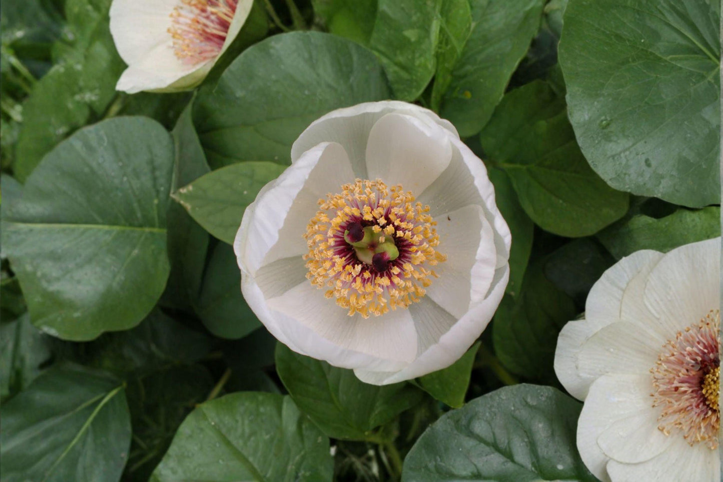 5 Japanese Woodland Peony Seeds – Paeonia japonica – Rare Shade Garden Perennial