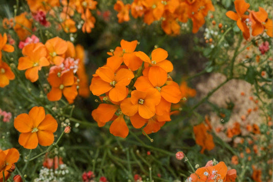 100 Siberian Wallflower Seeds – Cheiranthus allionii – Orange Flower – Rock Garden Plant