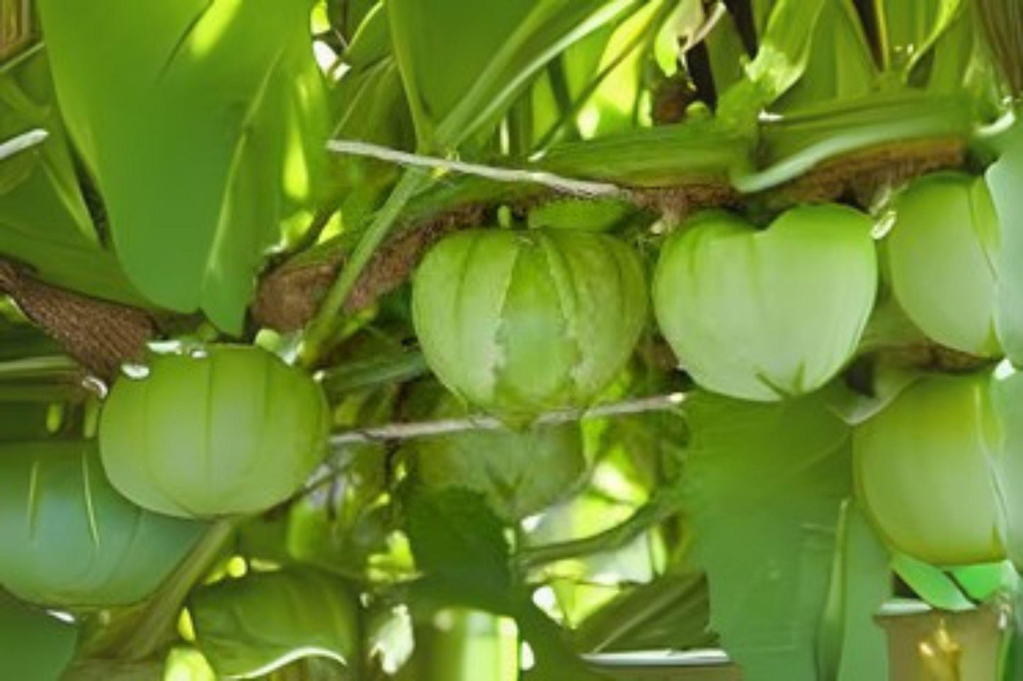 100 mg Tomatillo Verde Seeds | Heirloom Vegetable | Green Salsa Tomatillo for Home Garden