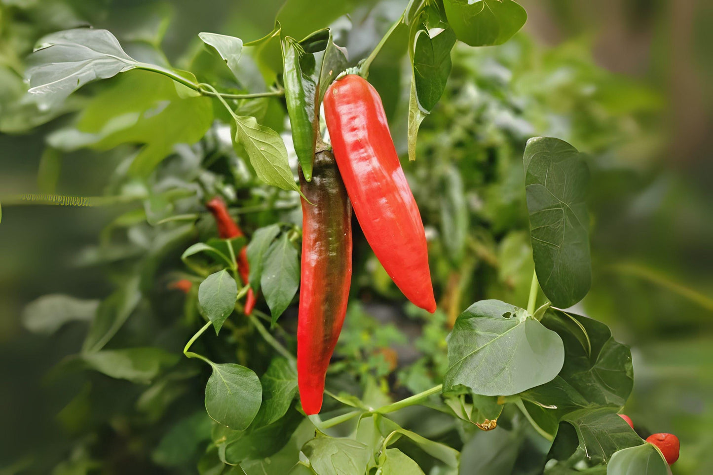 250mg Seeds Barker Hot Pepper | Heirloom Garden Seeds