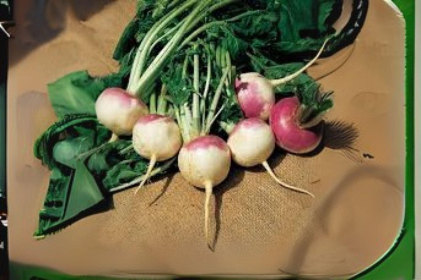 1g Seeds Turnip Purple Top White Globe | Heirloom Root Vegetable Seeds