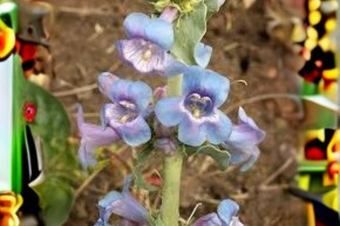 100 mg Penstemon angustifolius Seeds – Narrowleaf Blue Penstemon Wildflower for Pollinator & Native Gardens