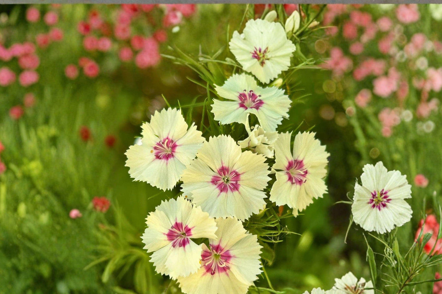 100 Sweet William Seeds – Dianthus barbatus – Cottage Garden Flower – Biennial Cut Flower