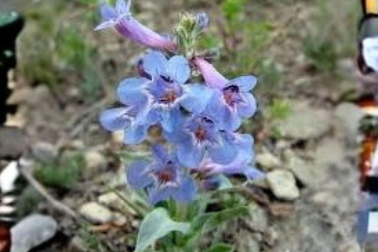 100 mg Penstemon nitidus Seeds – Waxleaf Beardtongue Native Wildflower for Pollinator Gardens