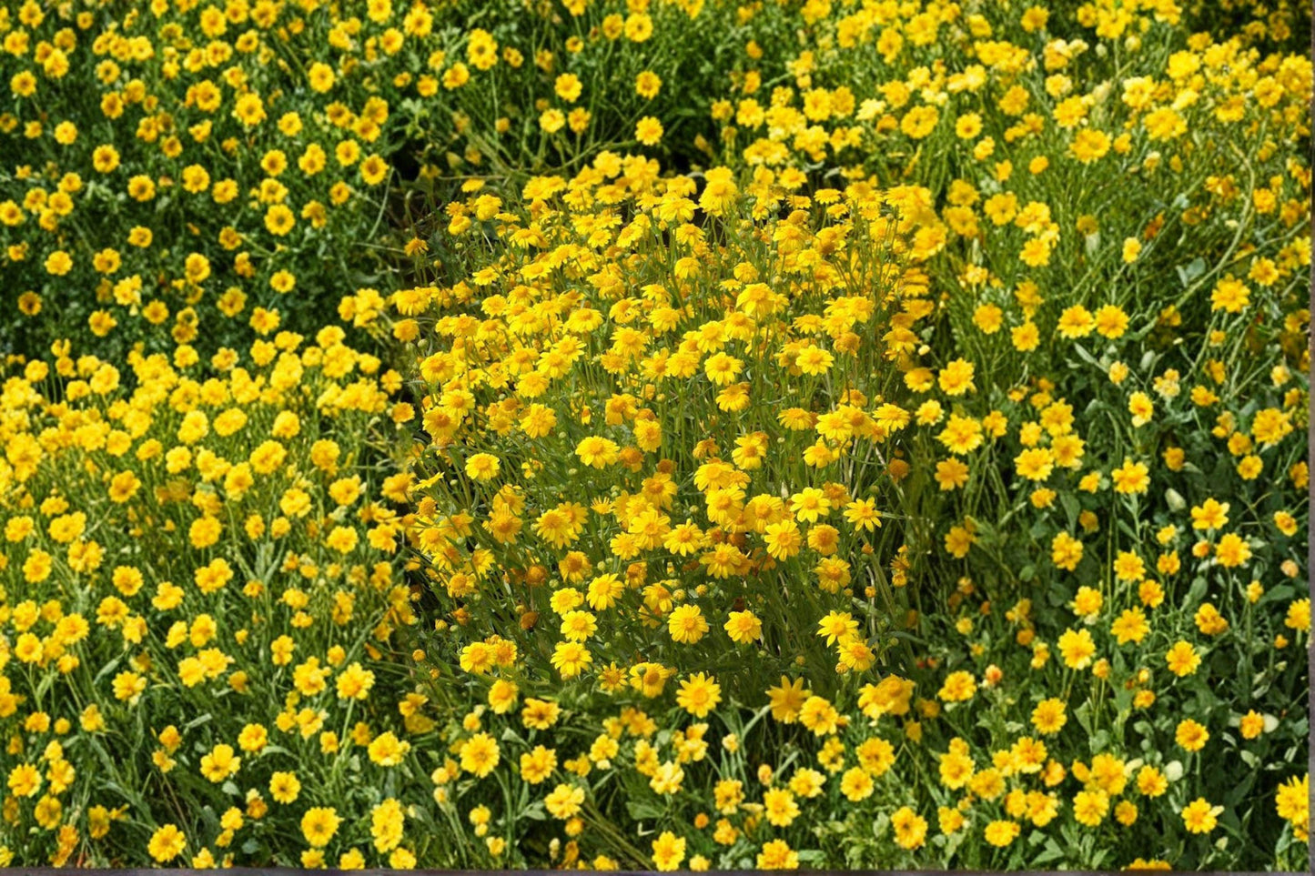 100 Yellowray Goldfields Seeds – Lasthenia glabrata – California Native Wildflower – Spring Blooms