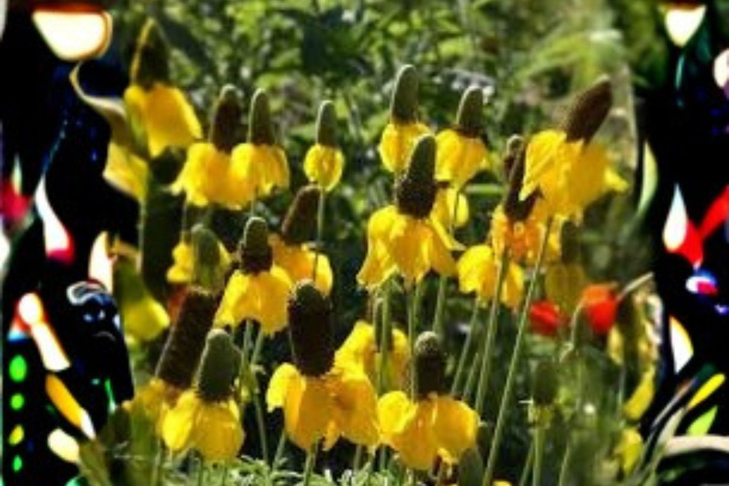 100 Seeds Ratibida columnifera — Prairie Coneflower, Native Wildflower for Pollinator Gardens