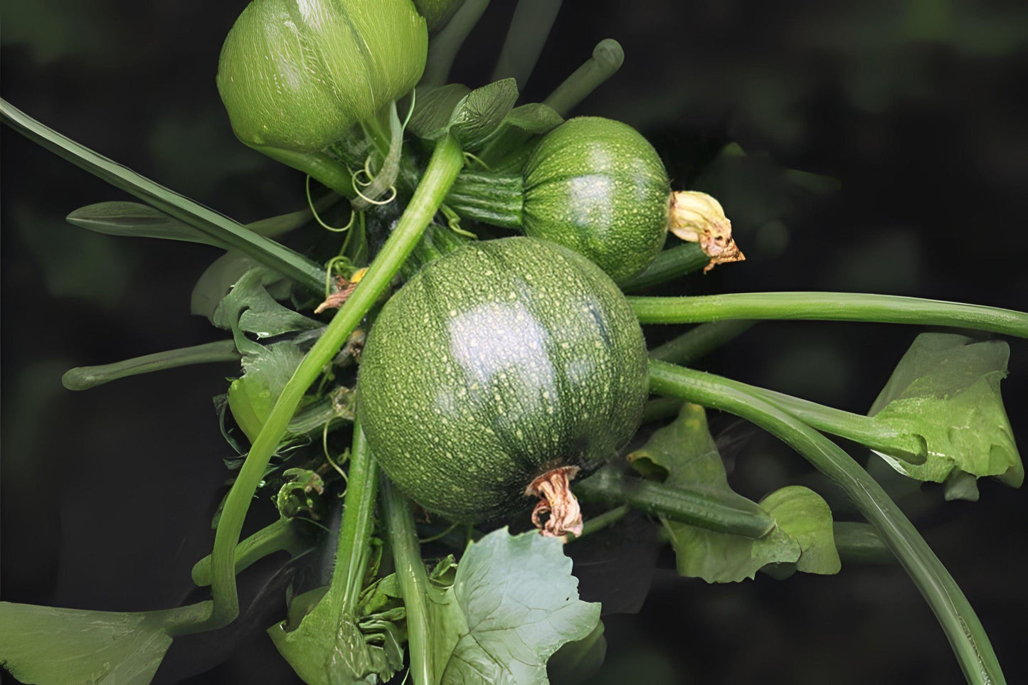 1g Seeds Summer Squash Round Zucchini | Heirloom Vegetable | Compact Bush Variety for Garden & Cooking