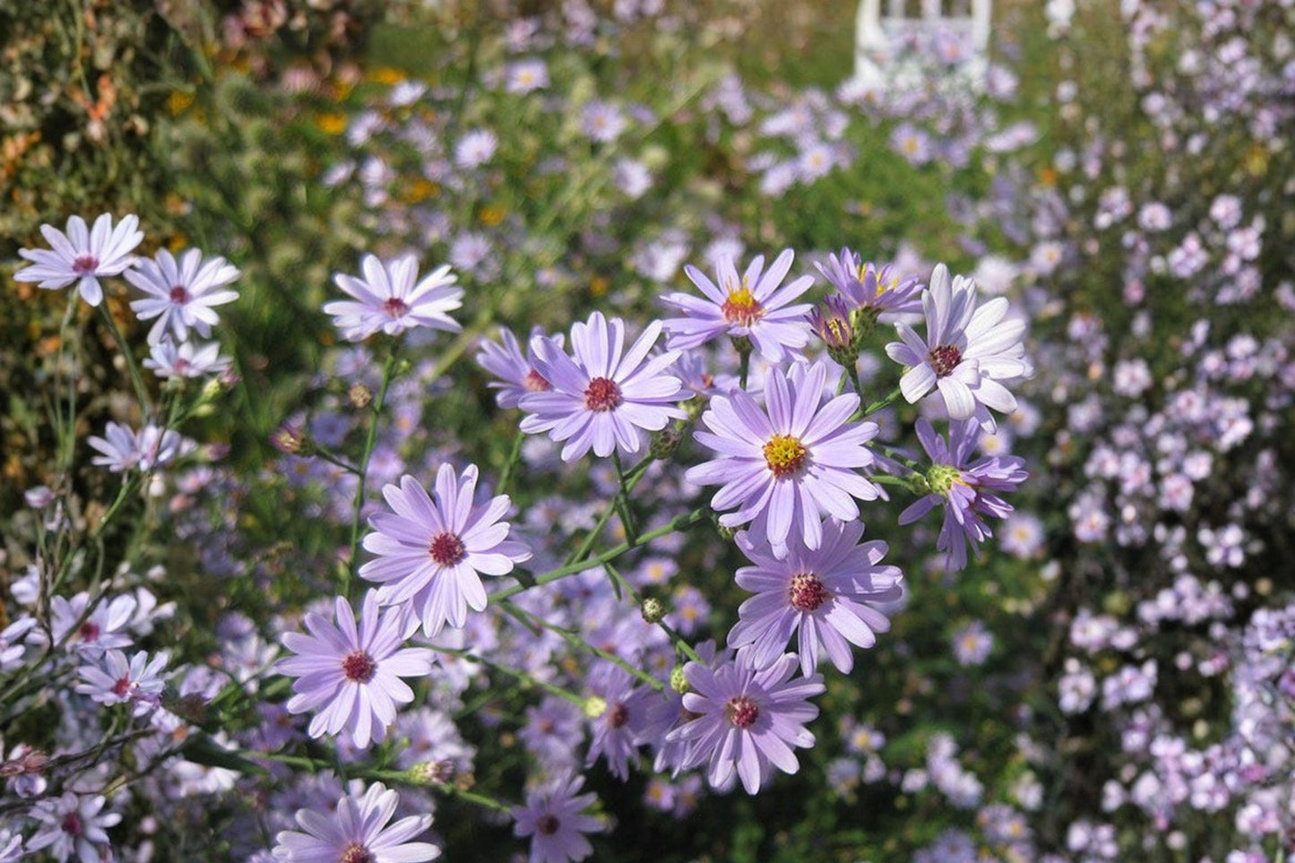 100 Smooth Blue Aster Seeds – Symphyotrichum laeve – Native Wildflower – Pollinator Plant – Fall Blooms