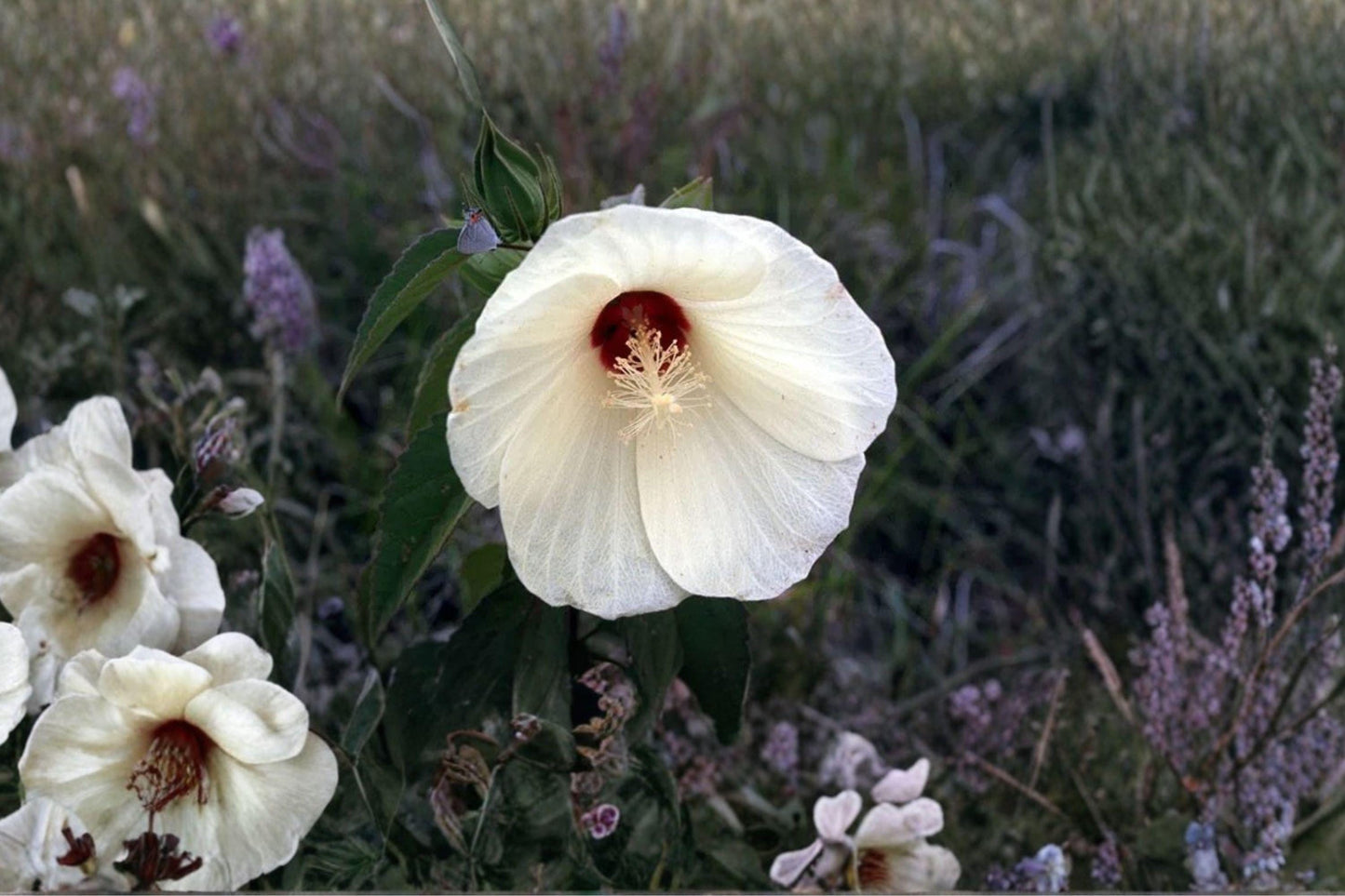 25 Hibiscus lasiocarpos Seeds – Woolly Rose Mallow – Native Wetland Flower