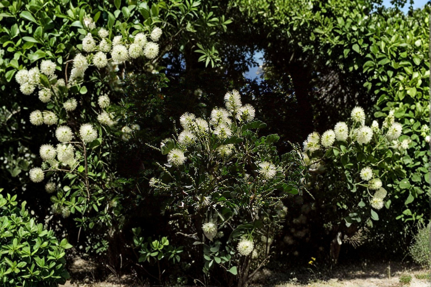 10 Texas Ebony Seeds: Fragrant Bonsai Tree, Hardy Shade Plant