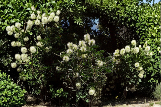 10 Texas Ebony Seeds: Fragrant Bonsai Tree, Hardy Shade Plant