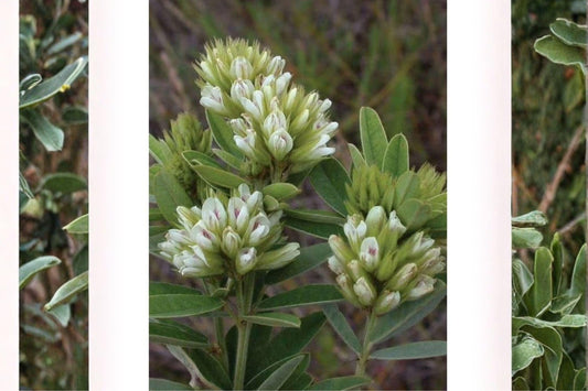 30 Roundhead Bush Clover Seeds – Lespedeza capitata – Native Legume – Pollinator Plant – Prairie Wildflower