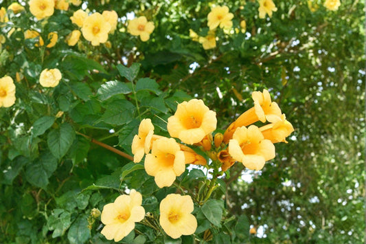20 Yellow Trumpet Vine Seeds – Campsis radicans Flava – Hummingbird Vine – Climbing Flower