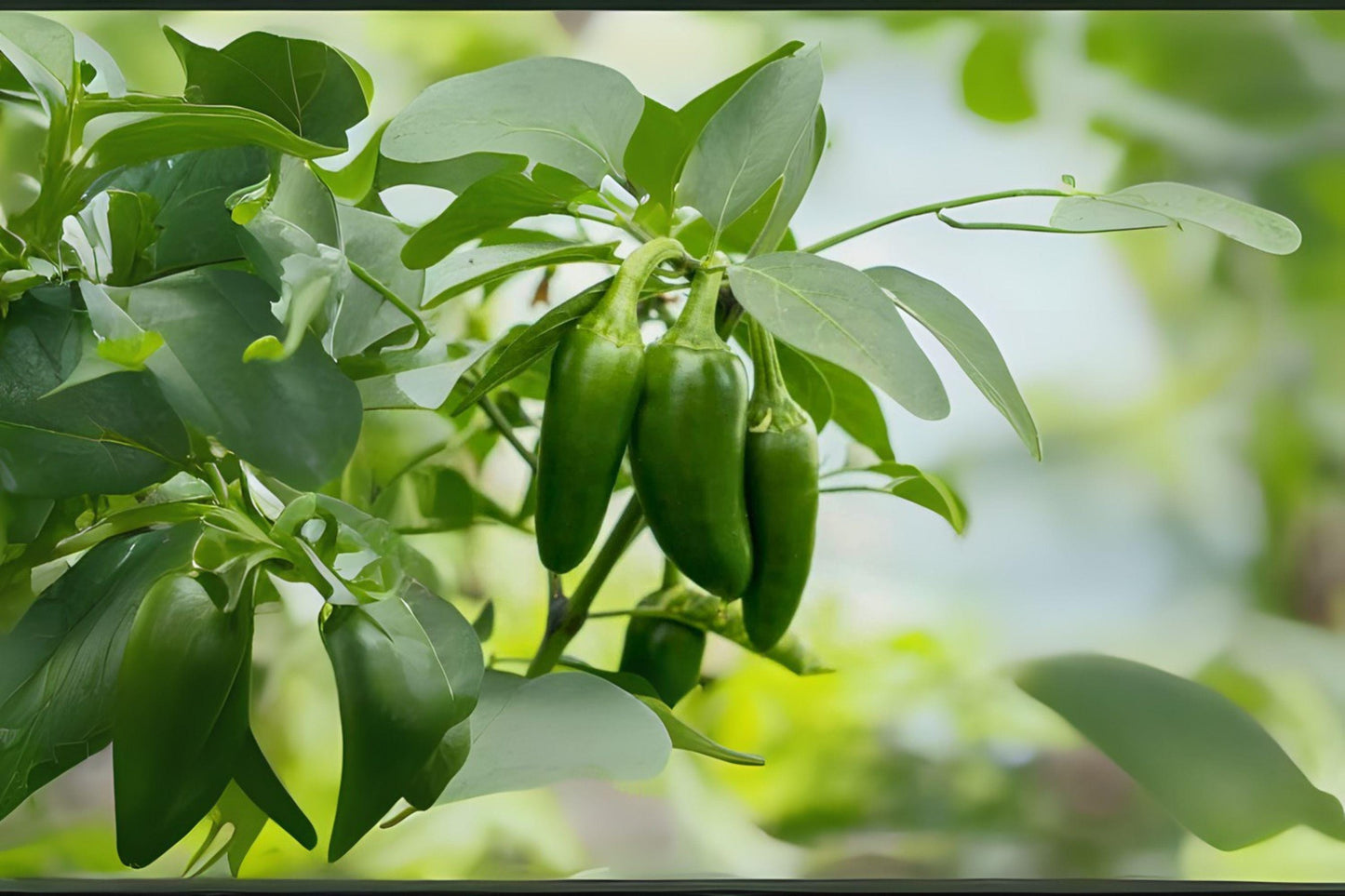 Jalapeño Early Hot Pepper Seeds – Heirloom Chili, 30 Seeds