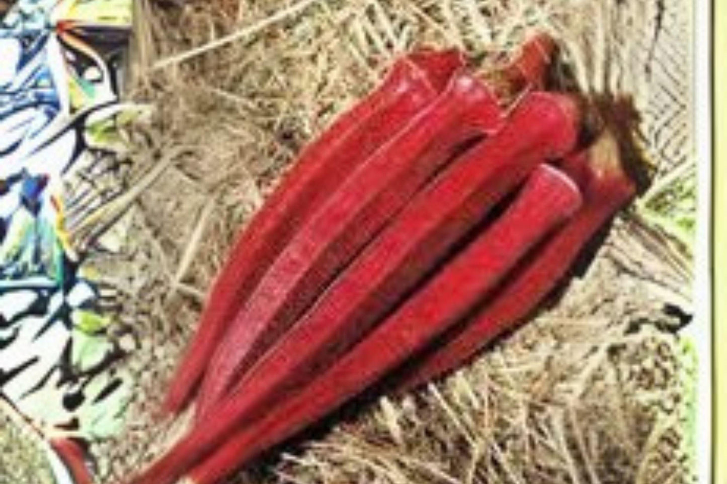 15 Seeds Okra Red Burgundy – Heirloom Deep Red Pods, Ornamental & Edible Garden Variety