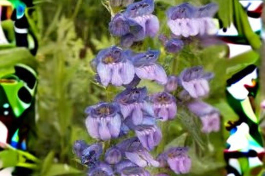 100 mg Penstemon wilcoxii Seeds – Wilcox’s Beardtongue Native Wildflower for Pollinator Gardens